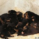 chien DM (10)