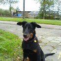 chien DM (15)