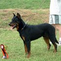 chien DM (17)