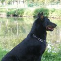 chien DM (18)
