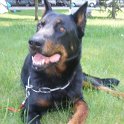 chien DM (19)