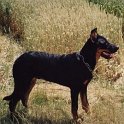 chien DM (2)