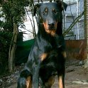 chien DM (21)