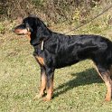 chien DM (24)