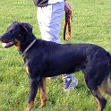 chien DM (3)
