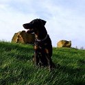 chien DM (4)