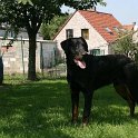 chien DM (9)